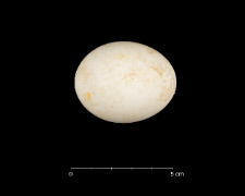 Pygoscelis adeliae