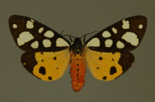 Arctia villica (Linnaeus, 1758)