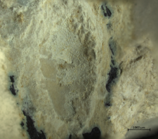 Goniodromites species