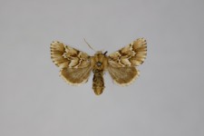 Oxicesta geografica
