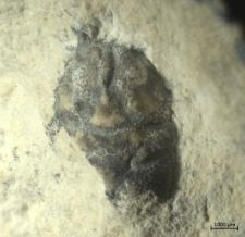 Planoprosopon thiedae
