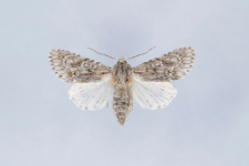 Acronicta aceris
