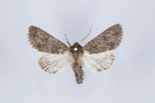 Acronicta aceris
