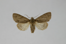 Acronicta tridens
