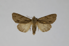 Acronicta tridens