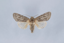 Acronicta aceris