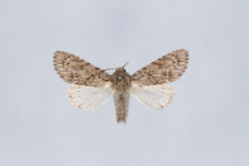 Acronicta aceris