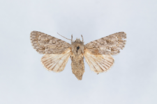 Acronicta aceris