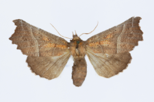 Scoliopteryx libatrix