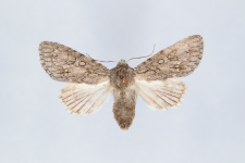 Acronicta aceris
