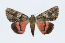 Catocala promissa