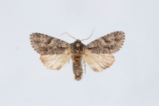 Acronicta auricoma
