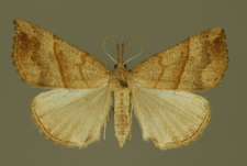 Hypena proboscidalis (Linnaeus, 1758)