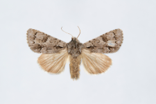 Acronicta auricoma