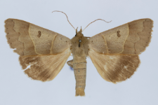 Minucia lunaris