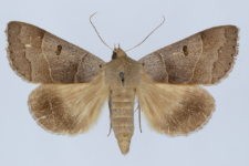 Minucia lunaris