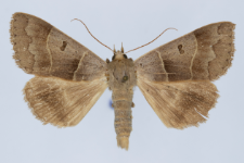 Minucia lunaris