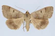 Minucia lunaris