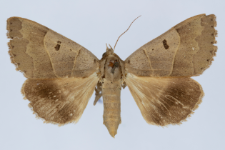 Minucia lunaris