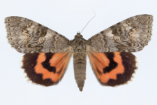 Catocala nupta
