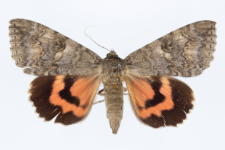 Catocala nupta