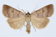 Lygephila viciae
