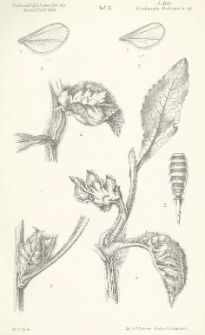 Cecidomyia Beckiana n. sp. auf Inula Conyza DC