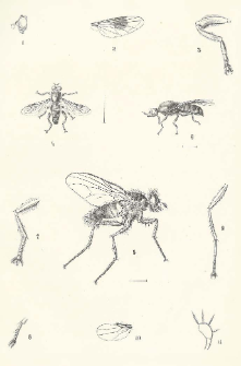 Dipterologische Beitr&auml;ge zur &bdquo;Fauna austriaca"
