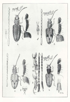Beitrag zur Kenntnis der Telephanus (Col. Cucujidae)