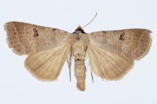 Lygephila viciae
