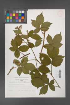 Rubus acanthodes [KOR 32135]