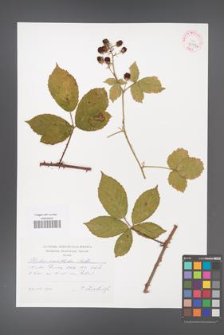 Rubus acanthodes [KOR 42587a]