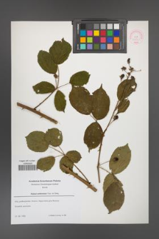 Rubus ambrosius [KOR 52659]