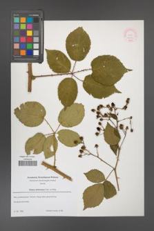 Rubus ambrosius [KOR 52658]