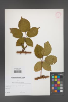 Rubus ambrosius [KOR 52660]