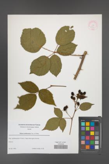 Rubus ambrosius [KOR 52662]