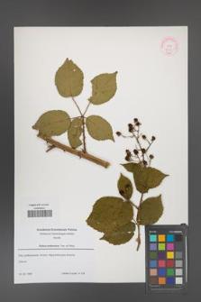 Rubus ambrosius [KOR 52663]