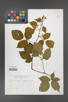 Rubus ambrosius [KOR 46402]