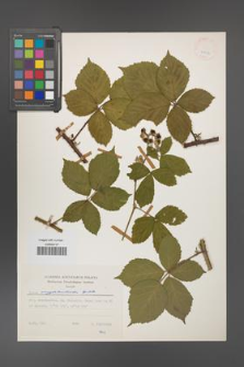 Rubus amygdalanthoides [KOR 24913]