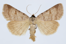 Lygephila viciae