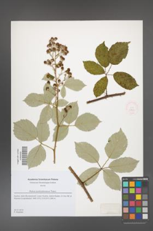 Rubus austroslovacus [KOR 51833]