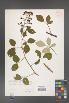 Rubus bifrons [KOR 31561]