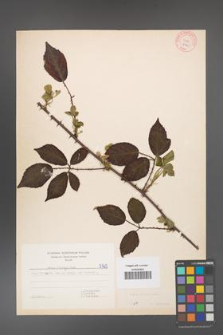 Rubus bifrons [KOR 5765]