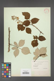 Rubus bifrons [KOR 10575]