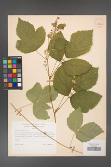 Rubus caesius [KOR 29850a]