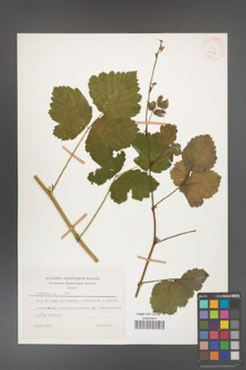 Rubus caesius [KOR 26073]