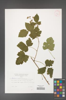 Rubus caesius [KOR 29810]