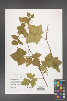 Rubus caesius [KOR 29863]