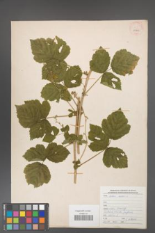 Rubus caesius [KOR 29909]
