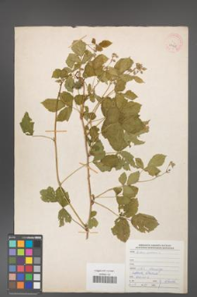 Rubus caesius [KOR 29908]